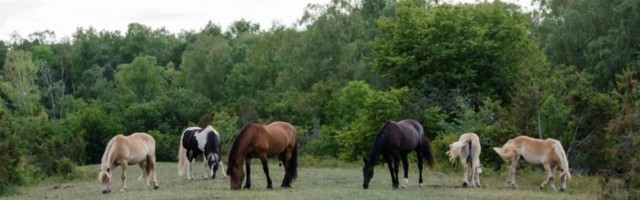 Svi dele potresne fotografije konja i krava koji na Suvoj planini umiru od žeđi