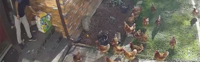 Kokoške ga opkolile i "ne puštaju": NIJE SVEJEDNO! (VIDEO)