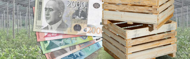 Srbi ovo masovno sade i prodaju, zarade i do 5.000 evra! Znaju caku da brzo raste, i da će sigurno prodati sve