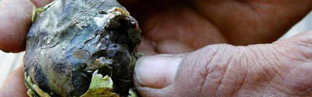 Mjanmar – azijska Kolumbija?