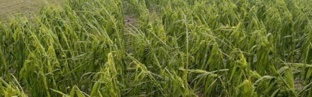 Grad pomlatio suncokret, kukuruz i pšenicu na severu Bačke: Poljoprivrednici ne veruju osiguranju, druge odbrane nema (VIDEO)