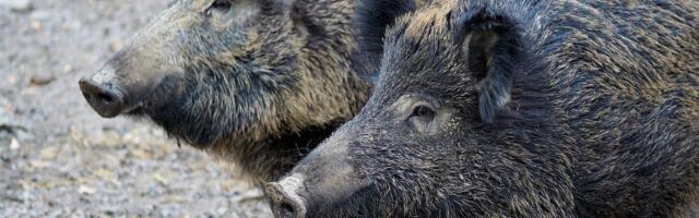 Šok prizor iz Sutomora: Divlje svinje se odomaćile na ulici, ljudi besni i uplašeni