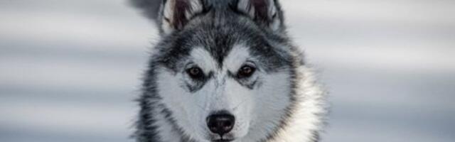 Najskuplje rase pasa na svetu: Jedan dostiže cenu od čak milion dolara (FOTO)