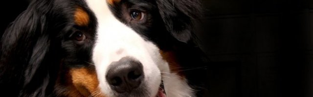 OVO SIGURNO NISTE ZNALI! Otkrivamo vam ČETIRI RAZLOGA zbog kojih je ODNOS PSA I VLASNIKA NERASKIDIV!