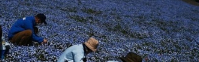 Četiri miliona plavih cvetova pruža neverovatnu čaroliju (FOTO)