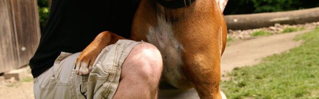 Drama u ergeli Ljubičevo: Čopor pasa napao zaposlene, a kad su uspeli da ih udalje, zatekli su strašan prizor