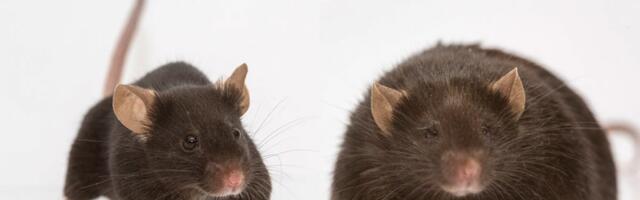 Jedna crevna bakterija ima moć da spreči gojenje: Čak i uz obilje masne hrane