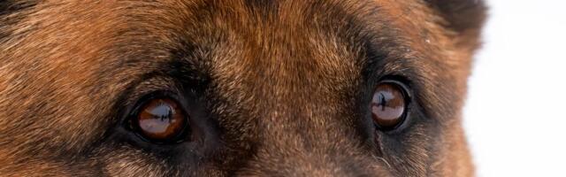 Možda naјbizarniјi politički kolaps na svetu? Zemlja u ozbiljnoј krizi zbog četiri nemačka ovčara