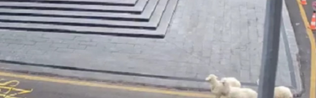 Koza, ovca i tri jagnjeta pobegli sa farme, pa počeli da napadaju sve redom! (VIDEO)