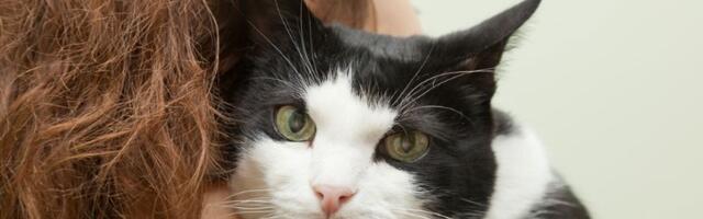 Mačka kroz prozor videla kako njen vlasnik mazi drugu, pa poludela (VIDEO)