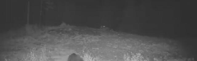 DIVLJE SVINJE RASTERALE ČOPOR KRVOLOČNIH VUKOVA NA HRANILIŠTU: Sve zabeležile sigurnosne kamere! (FOTO/VIDEO)