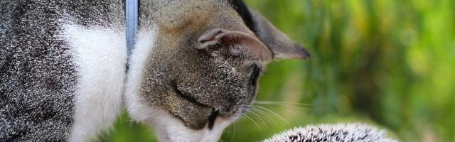 Ona je najbogatija mačka na svetu! Jedna njena objava na Instagramu košta 14.000 evra (VIDEO)