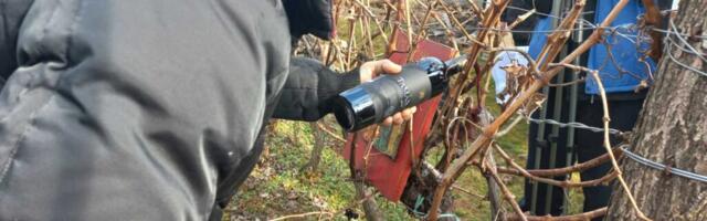 Svečano orezivanje vinove loze u vinogorju porodice Janjić kod Leskovca