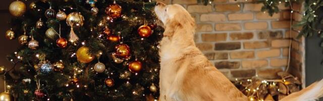 Da li je dobro ostaviti lampice na jelci cele noći? Stručnjaci objašnjavaju KAKO da UŠTEDITE
