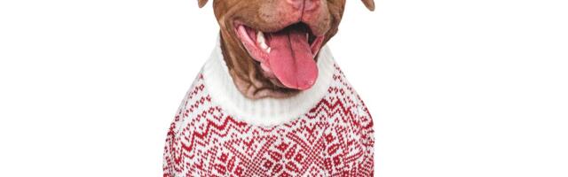 Signali da ljubimcu ne pomaže ni najtopliji džemper: Saveti za vlasnike pasa tokom ledenih dana