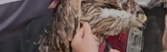 Spasavanje Feliksa: Kako je orao krstaš iz Srbije završio u ratom zahvaćenoj Siriji?