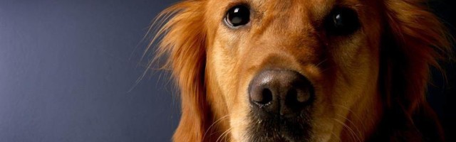 Studija utvrdila da život sa psom povećava rizik od zaraze koronavirusom