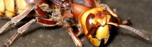 Posadite ovu biljku pored terase i nećete videti stršljene i ose ove godine: Od njenog mirisa beže kao ludi