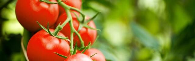 Prepoznajte paradajz koji je PUN HEMIJE -  obratite pažnju na ovaj deo