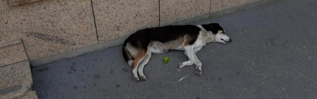 Dečaci od 10 godina stravično mučili psa u Zrenjaninu: Vezali mu noge za žicu, pa ga spremali za roštilj - potresna svedočenja