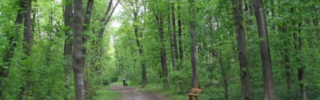 Bajfordova šuma – zelena oaza Beograda koja čuva dah prirode