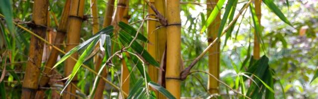Bambus - Zeleni div koji raste dok trepnete