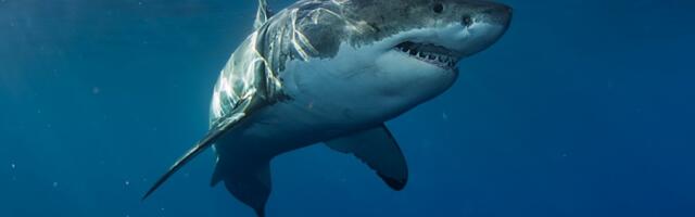 Devojku iz Evrope izgrizla ajkula duga 3 metra! Dečko užasnut sve gledao, sada se i njemu bore za život