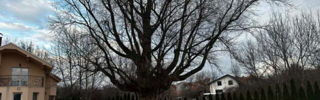 Crna topola u Vrežini preživela nišku Bunu, svetske ratove i bombardovanje, vlasnica pita hoće li i investitore