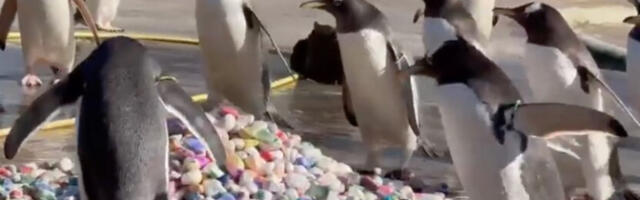 Deca iz bolnice oslikala kamenčiće za “ljubavne poklone“ pingvina: Dirljiva priča iz zoološkog vrta (VIDEO)