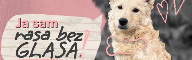 „Rasa bez glasa“: Nova platforma za udomljavanje i podršku psima bez doma