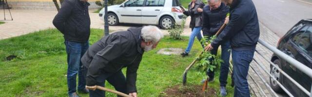 Drvo niklo na Avali iz džepa sahranjenog ruskog vojnika: Neverovatna priča o kavkaskom orahu!