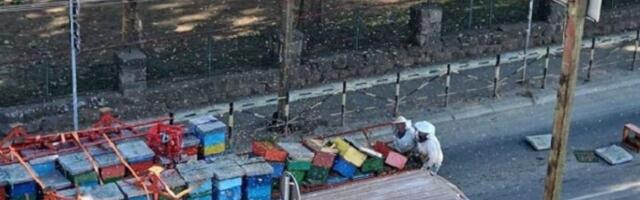 Pčele u Kraljevu pravile haos: Ovo je važan savet građanima