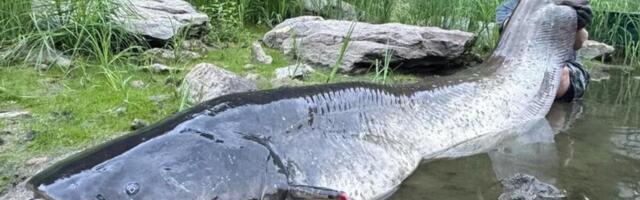 IZVUKLI SOMA OD PREKO 2 METRA IZ REKE, A IZ USTA MU ISPALO NEŠTO JEZIVO: Zgrozili se kad je grdosija ispljunula...