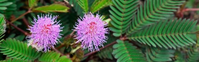 Biljka koja MENJA BOJU kada ste tužni - Zovu je STIDLJIVA (FOTO)