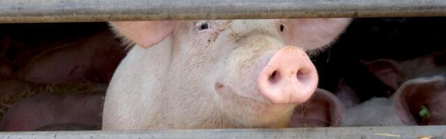 Cene prasića na stočnim pijacama drastično pale! Evo šta je sa ostalim životinjama