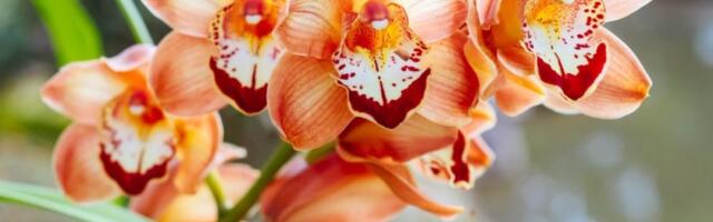 Kako da izaberete orhideje koje cvetaju? 2 stvari su ključne - ovo su znaci da je biljka zdrava