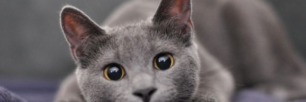 Sedam stvari koje našim mačkama ne prijaju