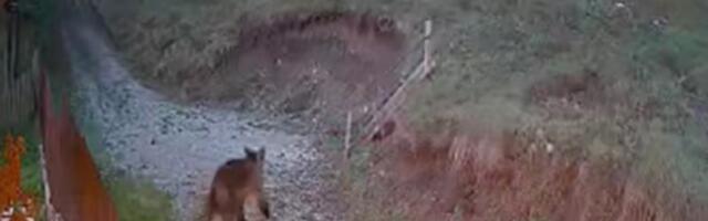 Mrki medved u Kremnima (VIDEO)