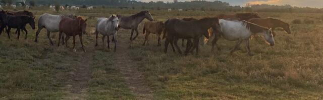 Kelti su znali tajnu koja je pretočena u narodnu legendu: Pravi pravcati zmajevi nekada su baš tu živeli
