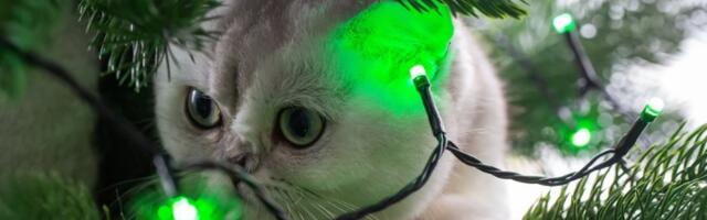 Praznična dekoracija je SKRIVENA OPASNOST za kućne ljubimce: Obratite pažnju i spasite ih hitnog odlaska kod veterinara