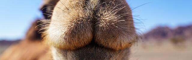 Skandal u Omanu: Sa takmičenja Mis kamila diskvalifikovano 20 "lepotica" zbog botoksa, filera i silikona