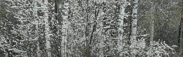 ZABELELA SE I VLASINA, OD JUTROS PADA SNEG! Bilo minus 2, sad je 1 stepen, a sutra je maj! Jedne godine pao i u junu (FOTO/VIDEO)