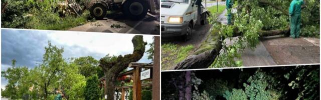 NEVREME ČUPALO DRVEĆE U SRBIJI: Grad na udaru strašne oluje – ekipe hitno izašle na teren da saniraju štetu (FOTO)