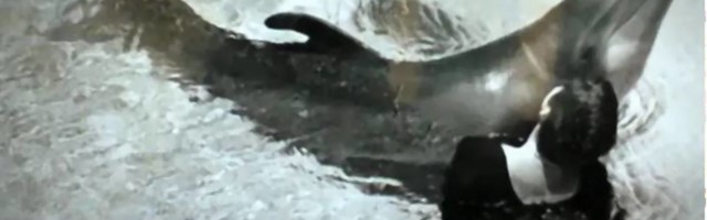 Naučnica priznala da je imala seksualno iskustvo sa delfinom u istraživanju koje je sprovela NASA