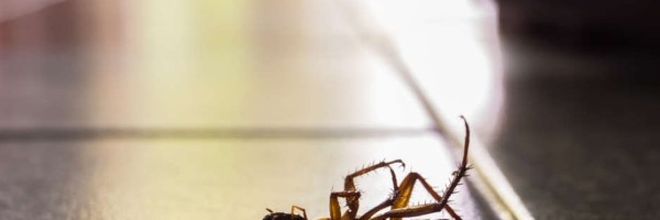 Bubašvabe postaju gotovo neuništive i polako osvajaju svet