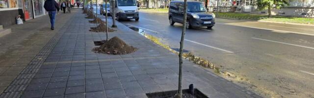 Posađeno 27 kuglastih jasena na Bulevaru oslobođenja u Leskovcu
