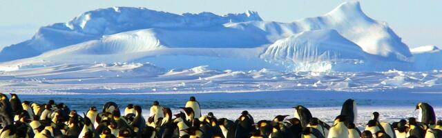 Ljubav na pingvinski način: Mužjaci pingvina daruju kamenčiće da “osvoje” partnerku