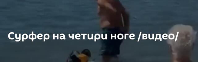 Сурфер на четири ноге /видео/
