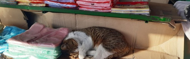 Tezga na leskovačkoj pijaci udoban dom jedne mačke