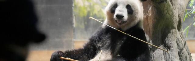 Francuzi se opraštaju od džinovskih pandi koje će biti vraćene u Kinu: Razlog je tužan